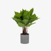 Decoracion Kave Home | Anthurium