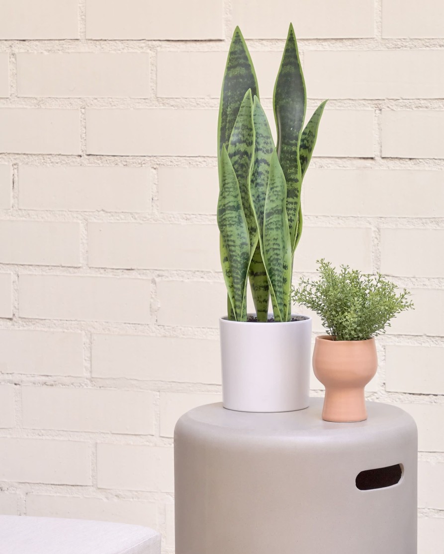 Decoracion Kave Home | Sansevieria